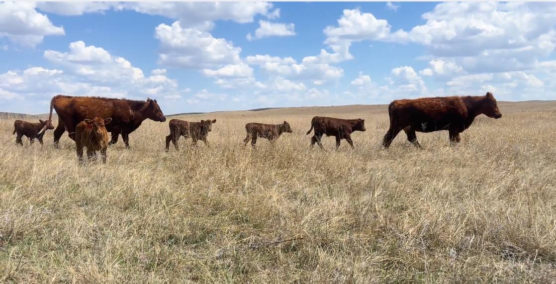 80 Red Angus cow pairs! CP513E5